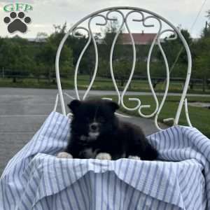 Elliot, Pomeranian Puppy